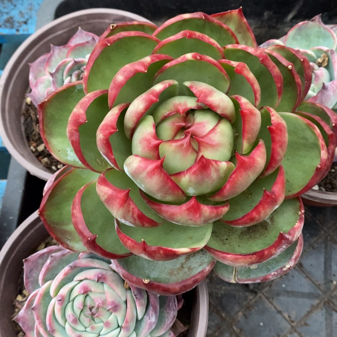 小***新       101。       