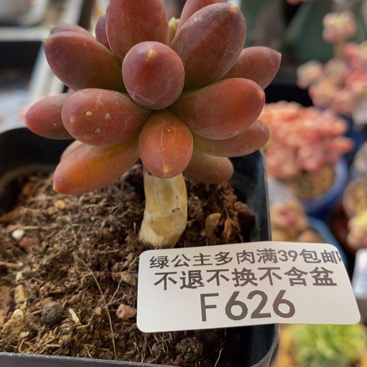 香蕉树单头626多肉植物