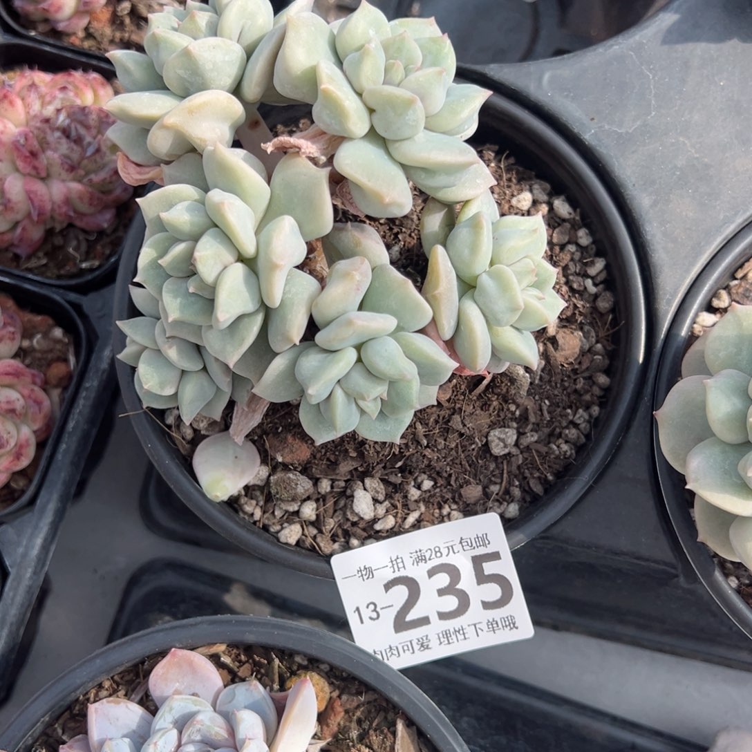 超奶多肉多多肉多肉