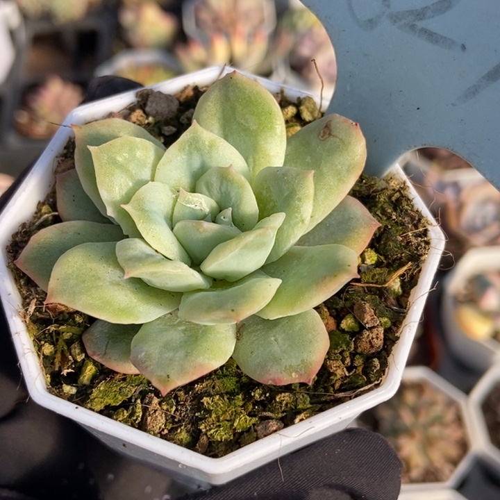 1827泡泡纱多肉植物保护