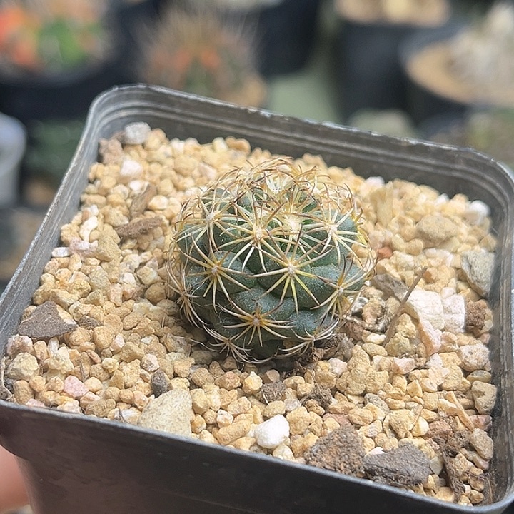 实生顶花球2.6公分