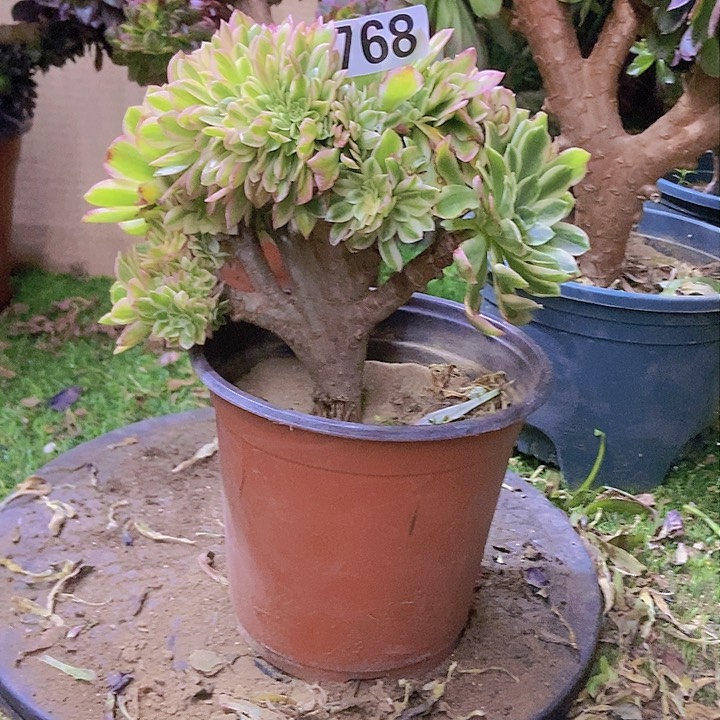 768颜宁老庄缀化老