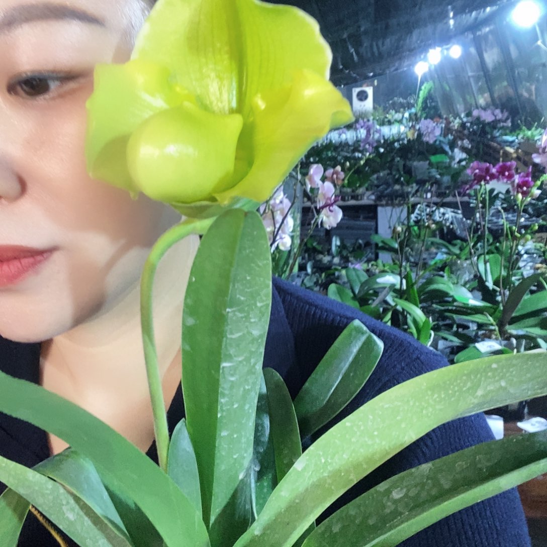 无花朵绿肉饼蝴蝶兰