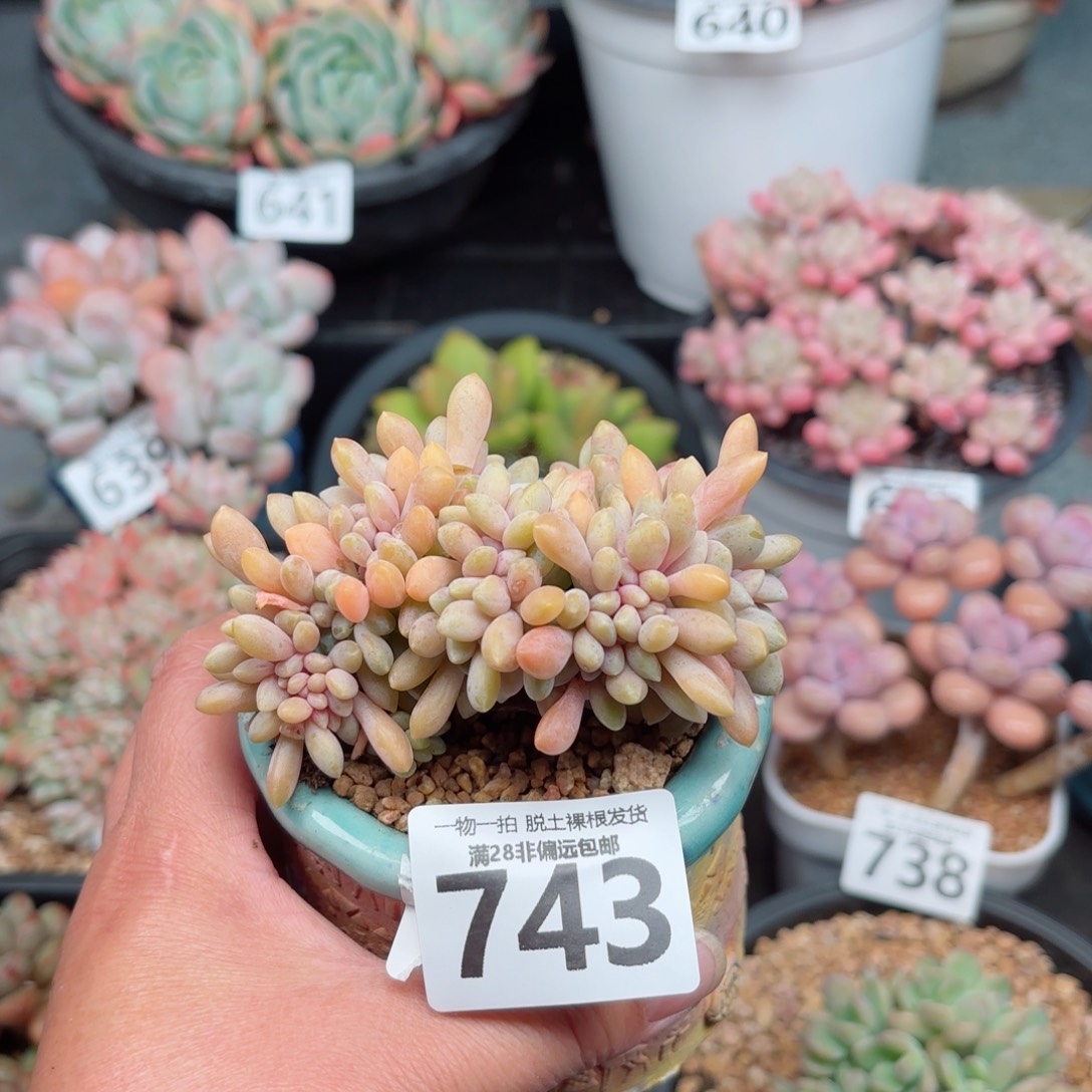 醉美人缀化无盆土发货