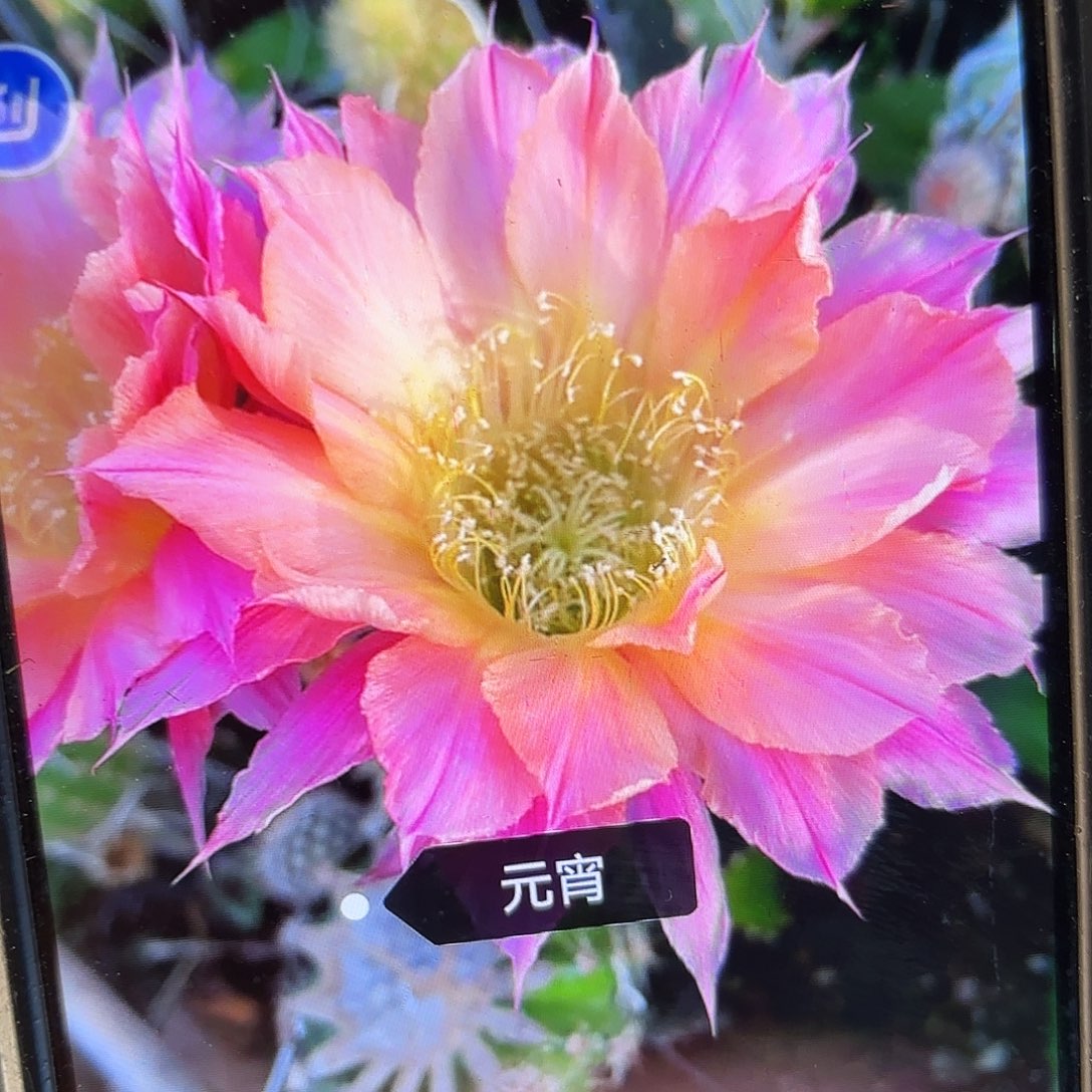 元宵彩歪颗側牙20包郵仙人球3