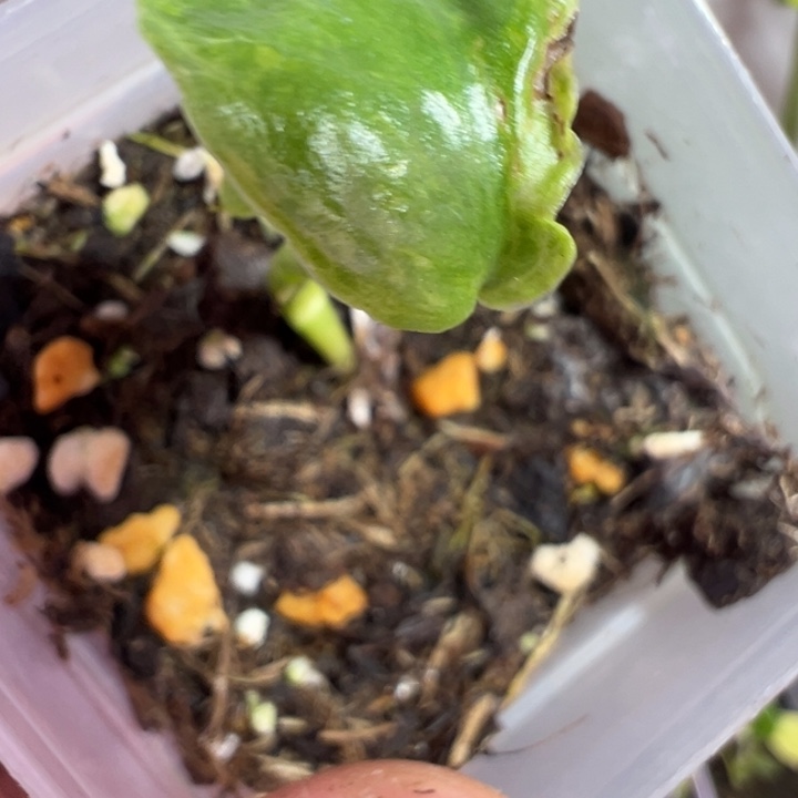 请****完全开放龟背竹种苗