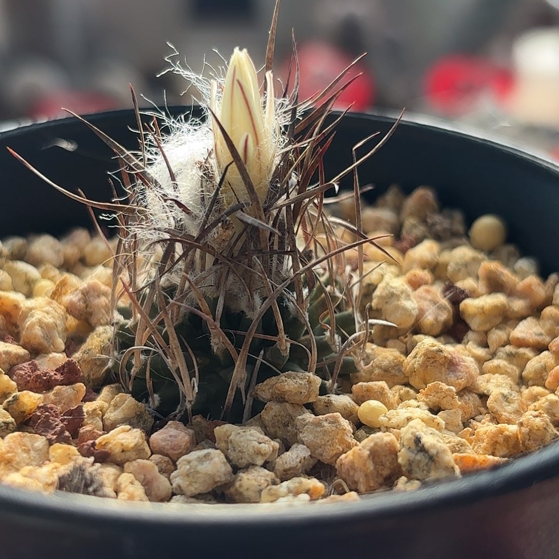 仙人球实生直刺升龙丸