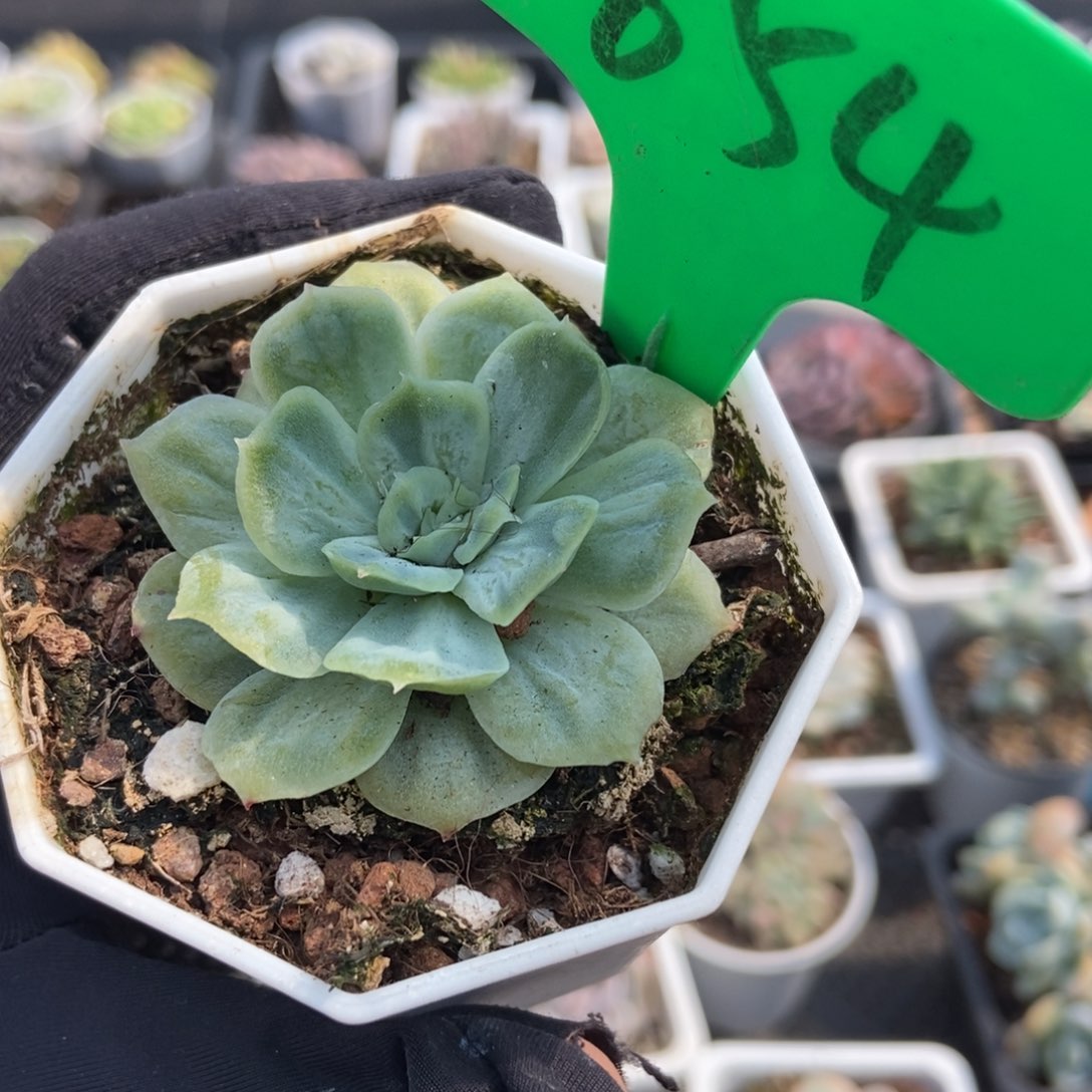 854泡泡纱多肉植物保护