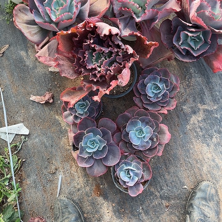 最***初10号包菜系列多肉植物9楳