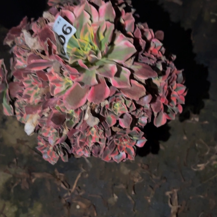 909女妖多肉植物不售后