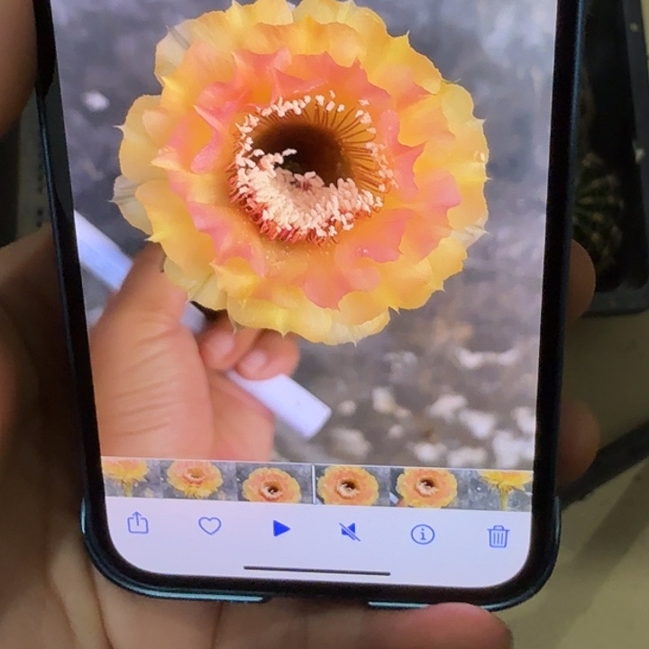 仙人球彩草侧芽歪g4822