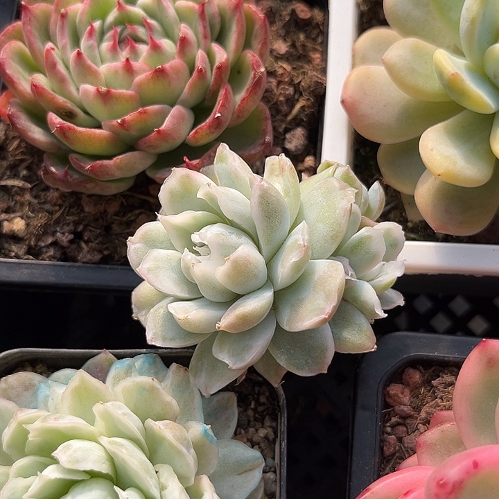 s***y辛普森锦多肉植物