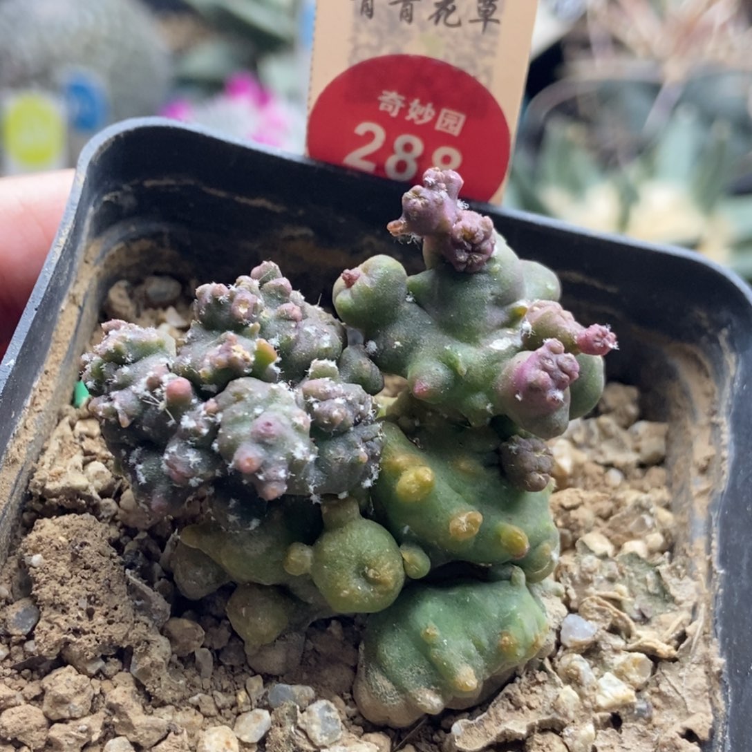 程程柱石化一棵特价