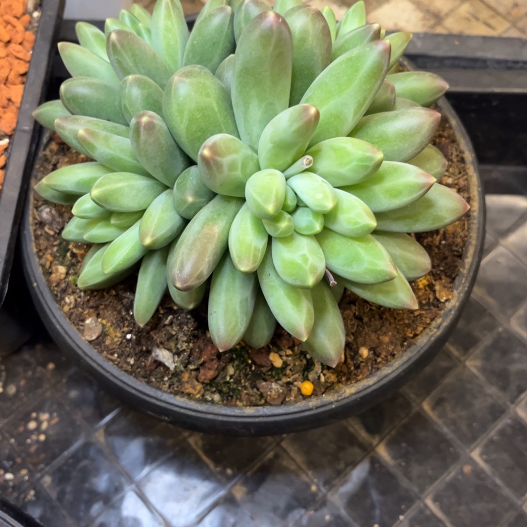 ****）卡布奇诺个体寄养，