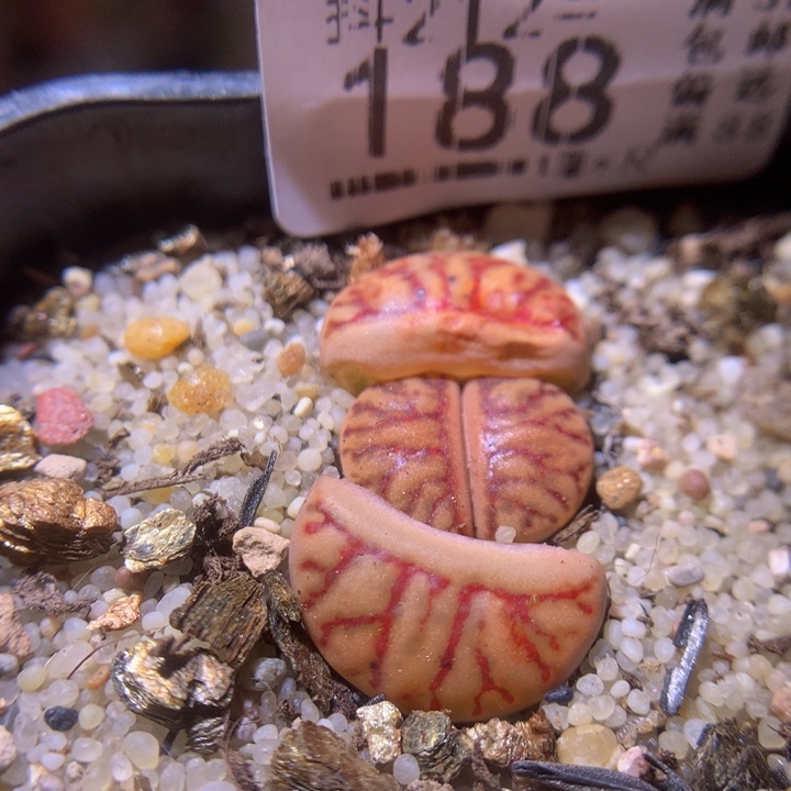 生石花多肉212.188