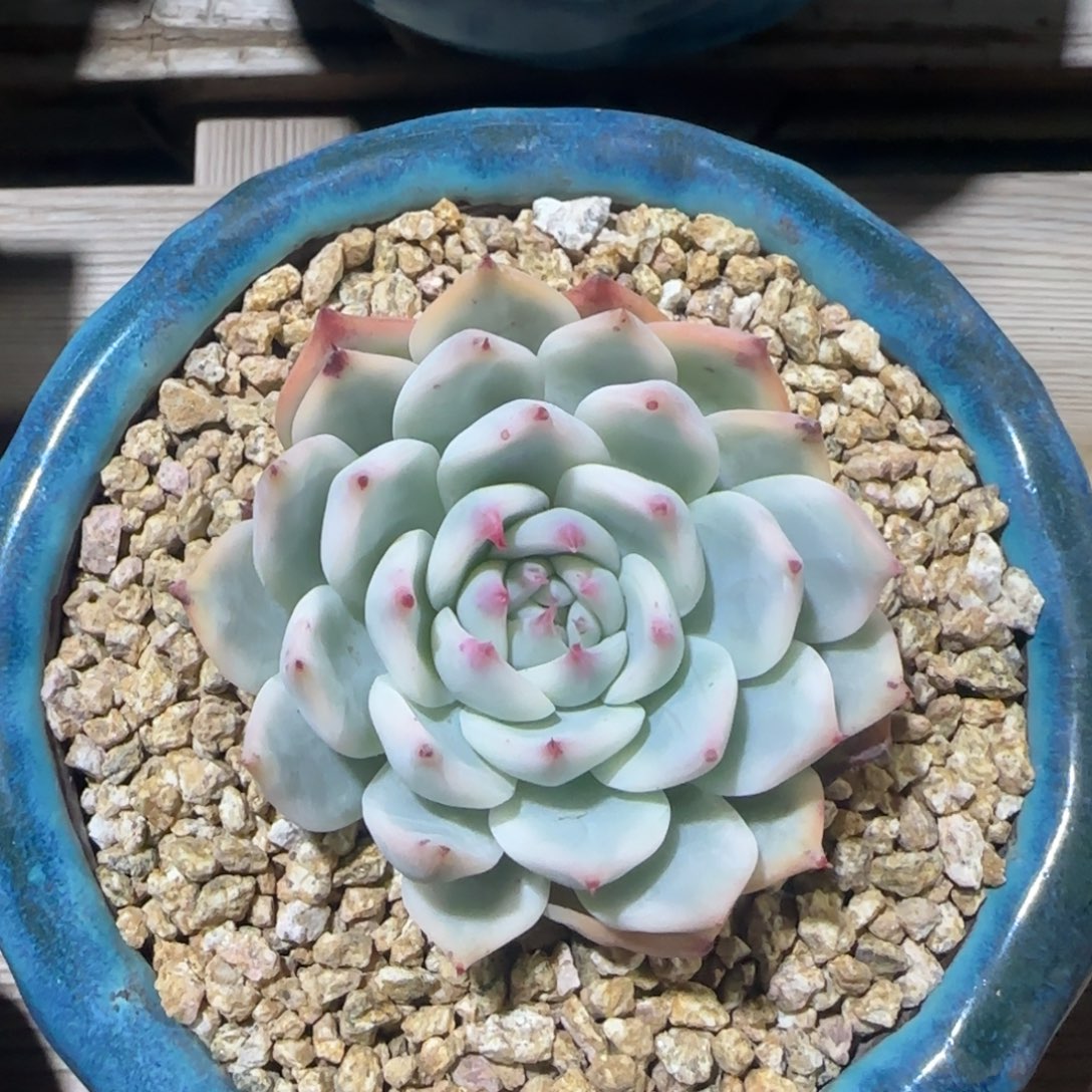 吉娃娃白锦一物一拍