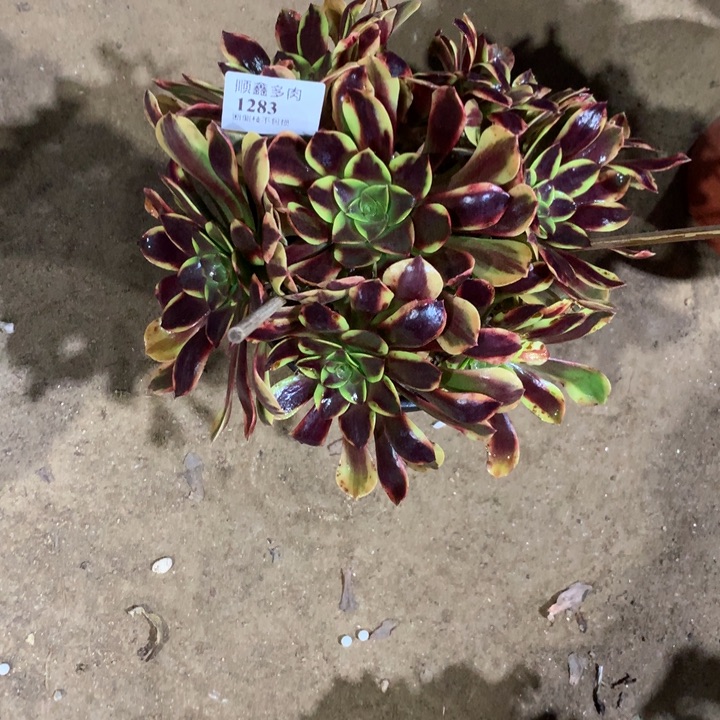 1283欧嘉莉多肉植物特价