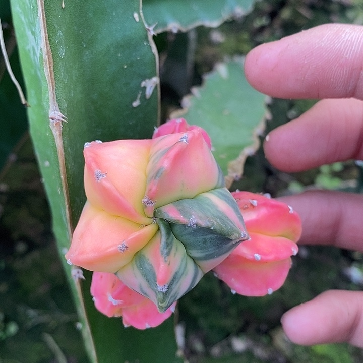 三角接散斑鸾锦群