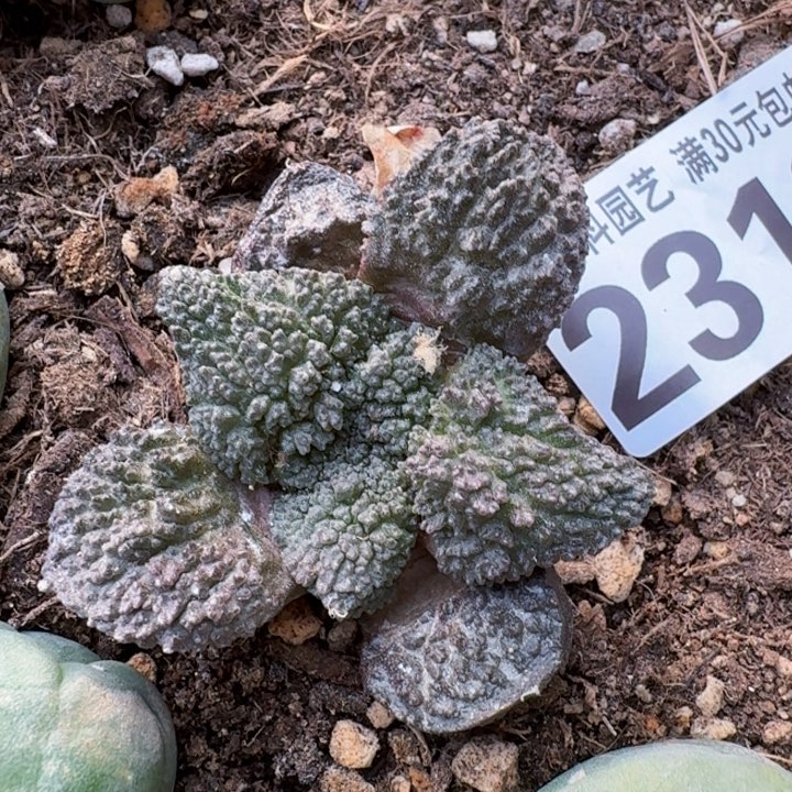 2318自根无毛哥斯拉牡丹