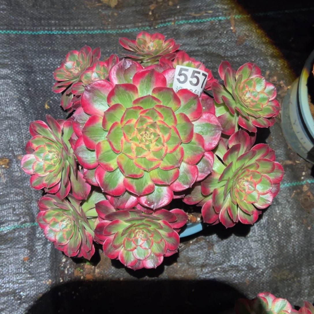多肉植物557赤子心