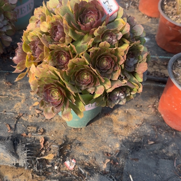 5-40拉丝多肉不包售后处理