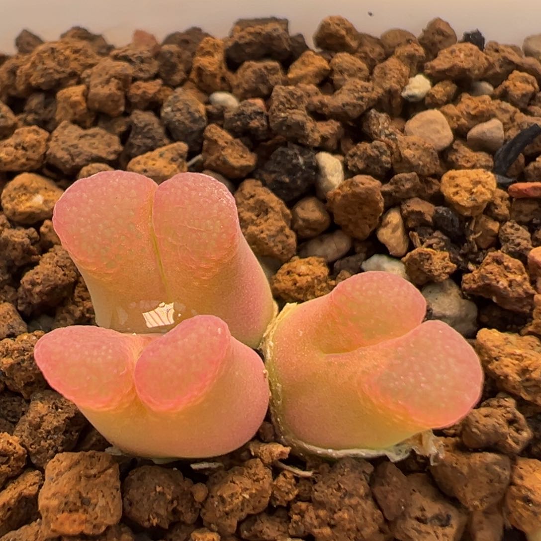 32多肉植物百科樱花1453.9