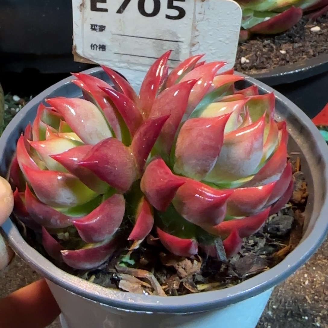 惊鸿一物一拍包装收缩花旱705