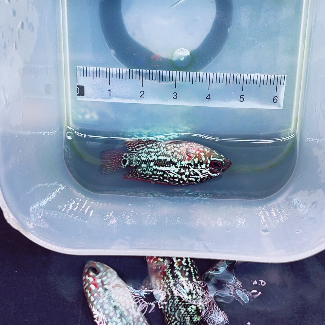 味***吧罗汉鱼金花罗汉鱼苗一条