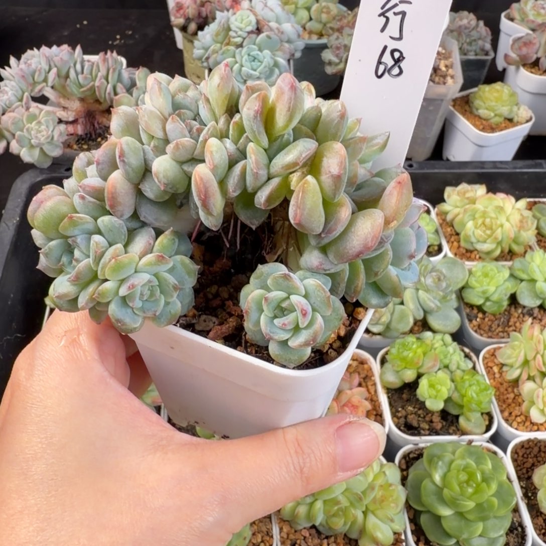 红***行飞行一颗冰魄缀化