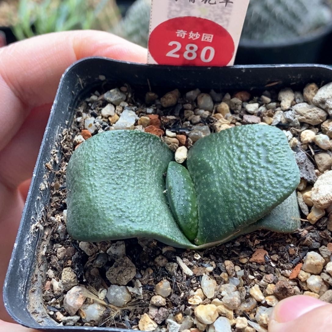 卧牛一棵仙人球6688