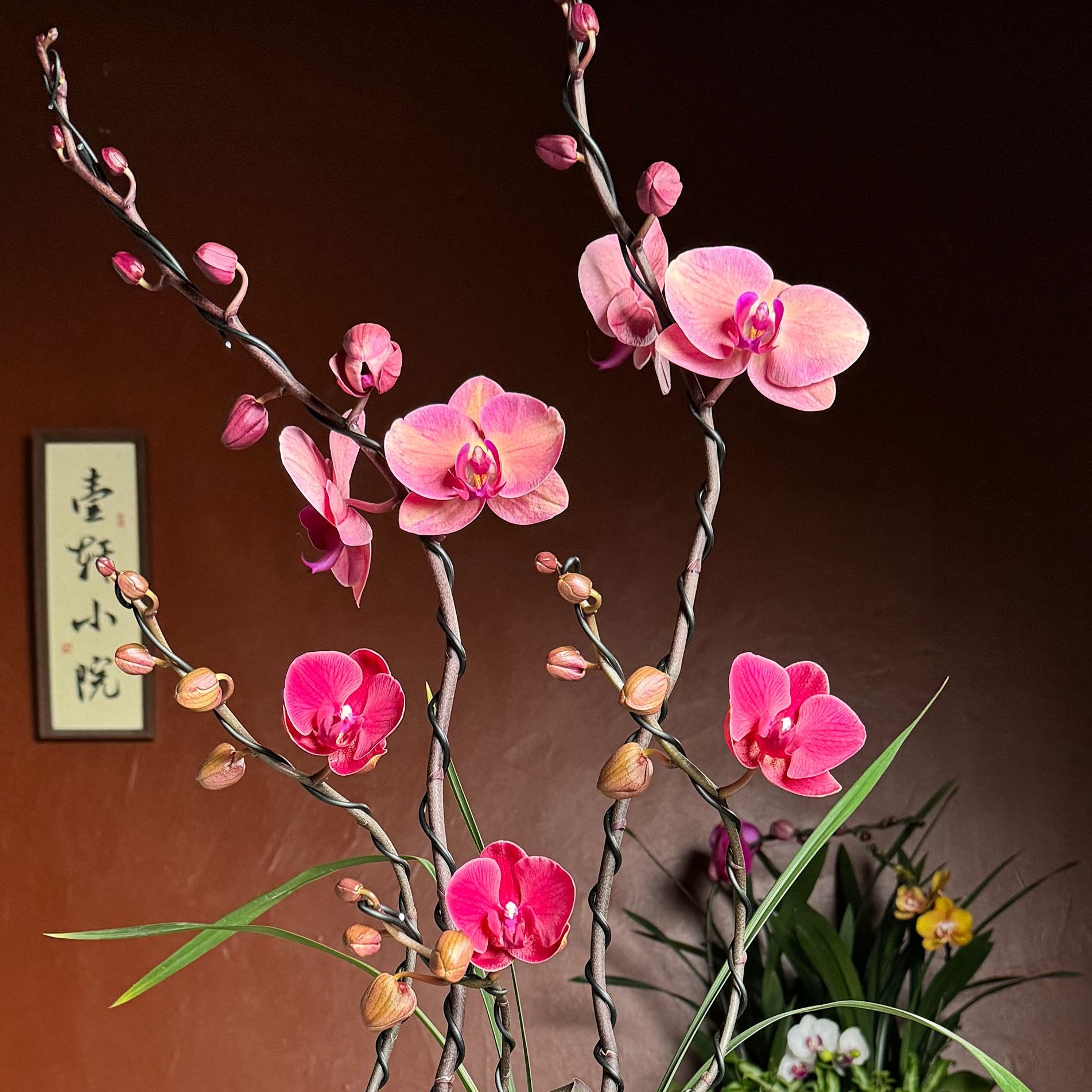 【598链接】蝴蝶兰盆景 一物一拍
