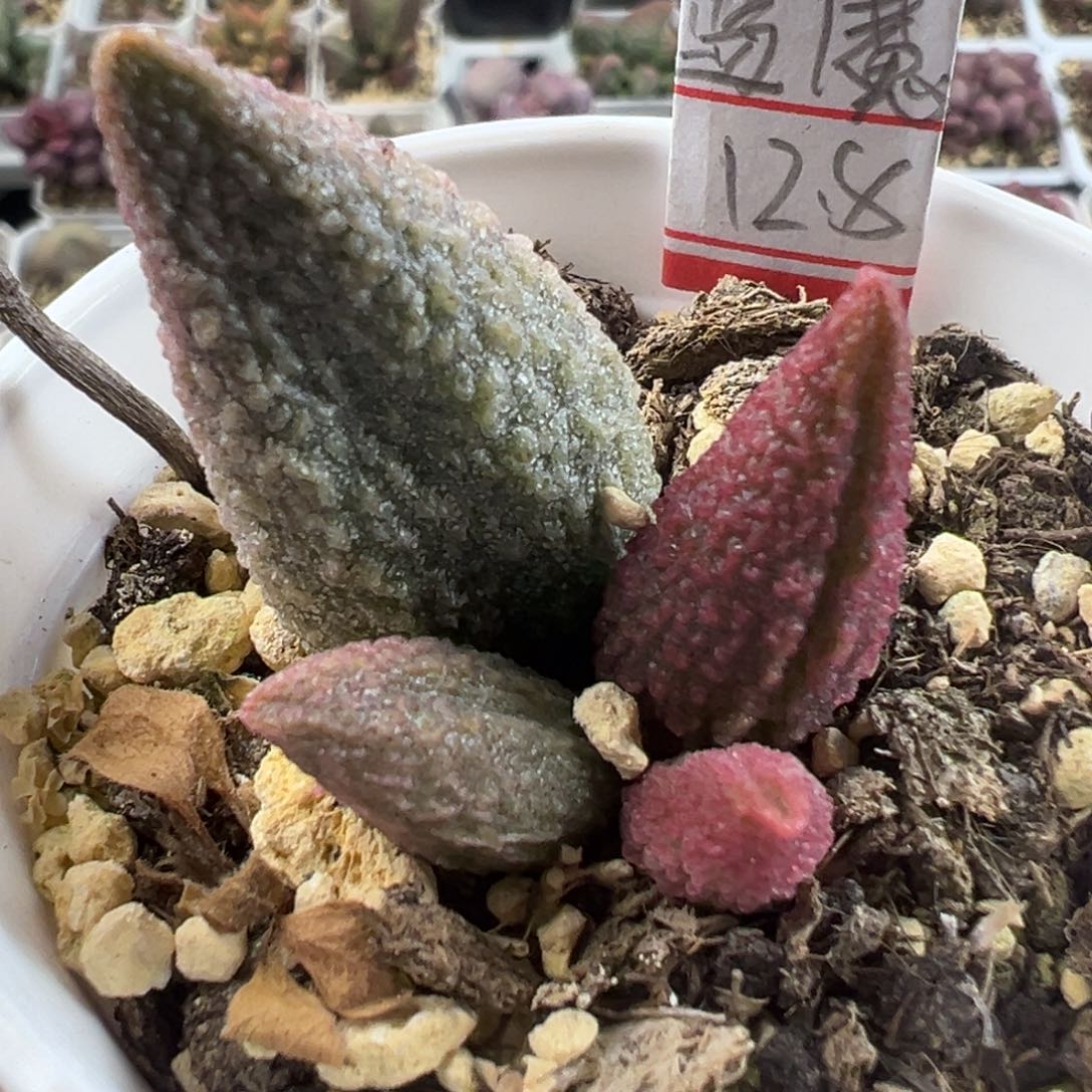 蓝魔大苗多肉植物水泡