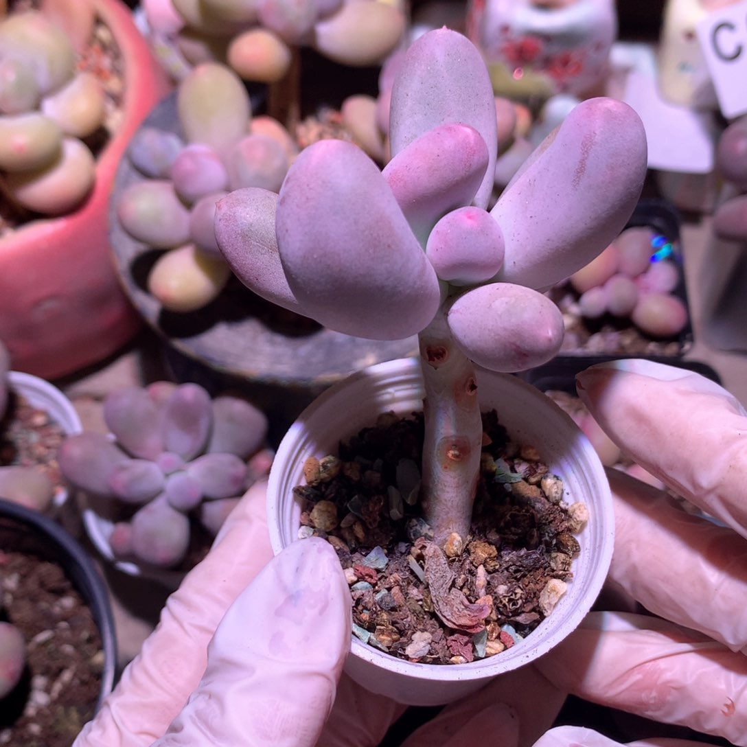 米可奶酪特价韩国母本