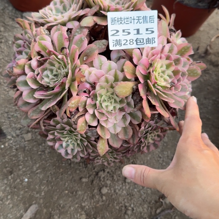 2515二号棚红铜鼓丛林L