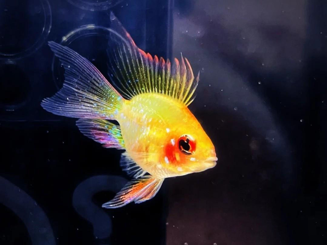 金波蓝波明知山有虎观赏鱼