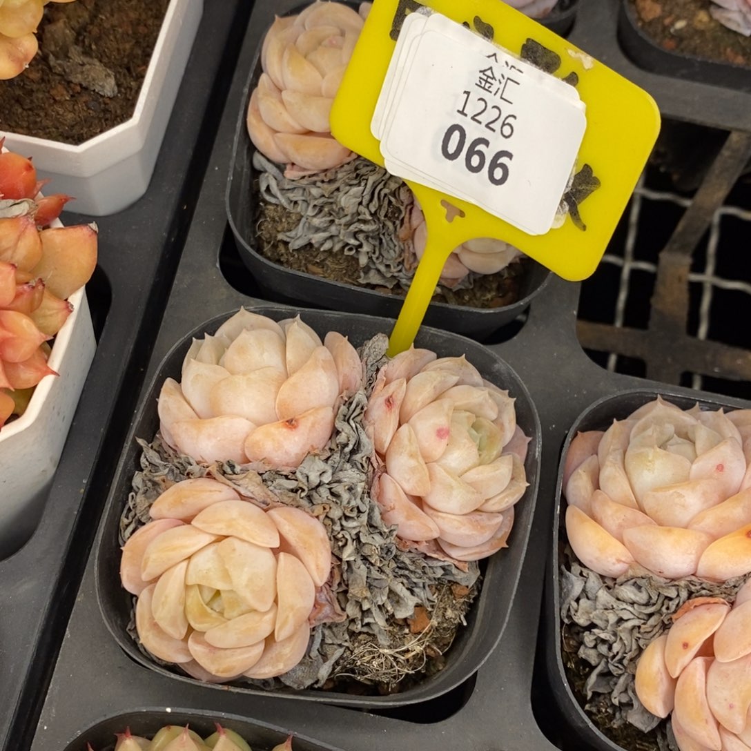 福利多多。1226066