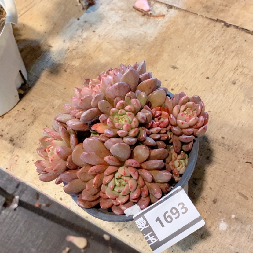 【闪购商品】红宝石1693