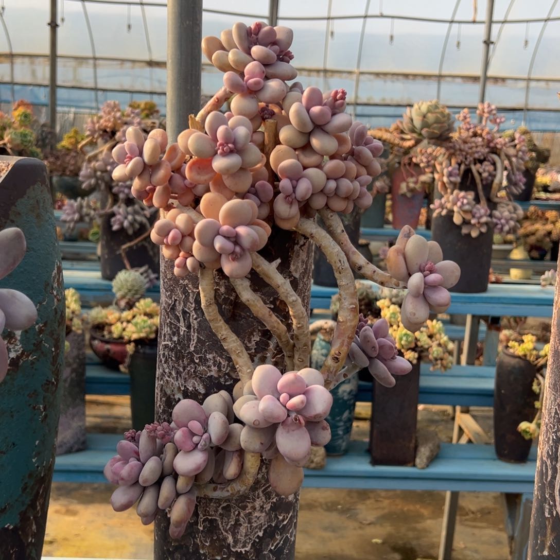 露养老桩脱土裸根桃蛋