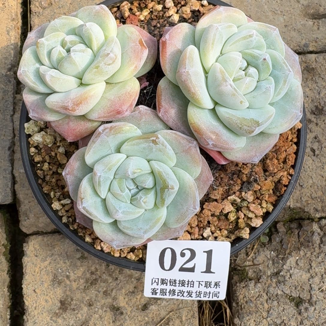 小***唐021冰玉3头12cm左右