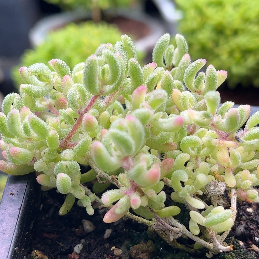 昕宝红宝石锦枝干番杏