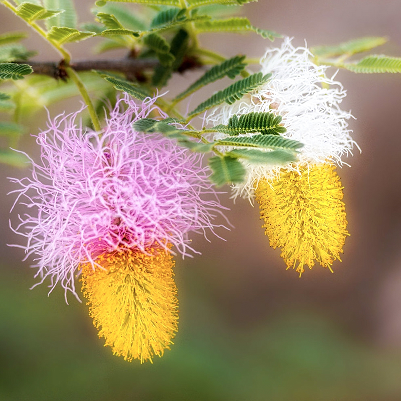 非洲公主耳环 Dichrostachys cinerea  合欢树苗代儿茶属盆栽绿植