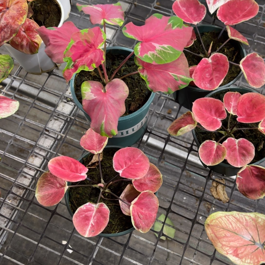 废***柴无花朵        610.611红苹果舞裙不包售后