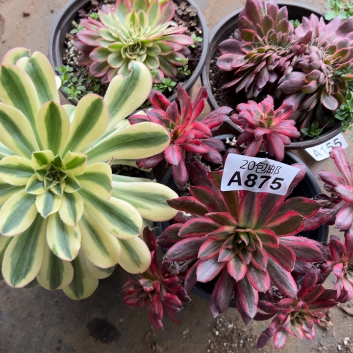 多肉植物875不售后