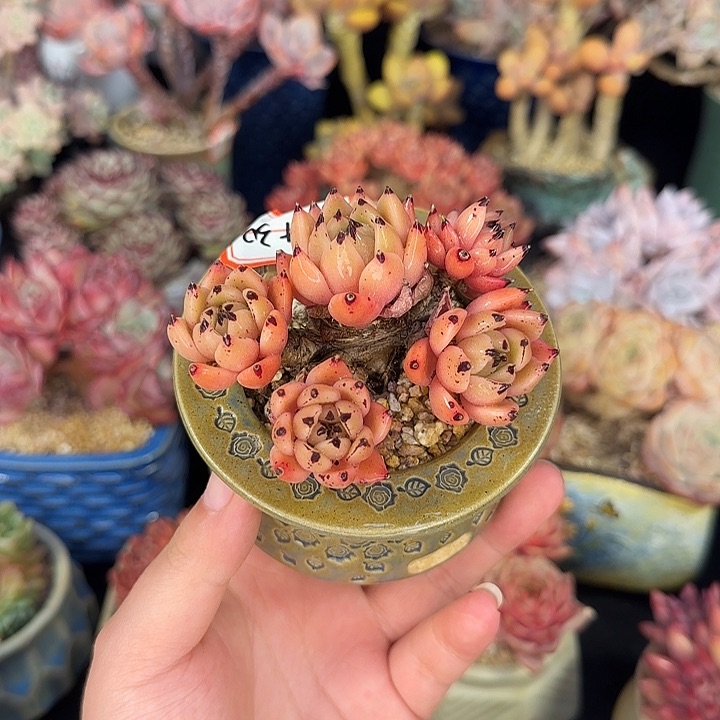 东云杂8cm左右带盆土