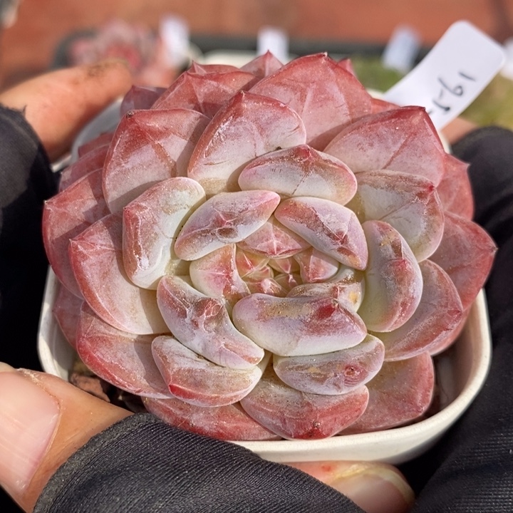 1209-561，粉魄多肉双头