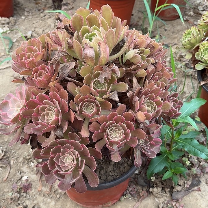多肉植物法师安娜25