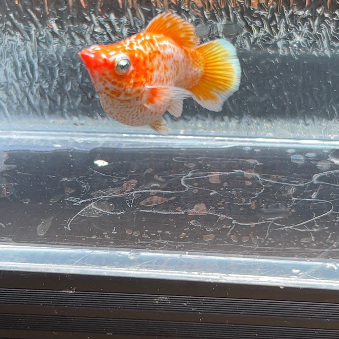 孔雀鱼玛丽鱼一条黄金母