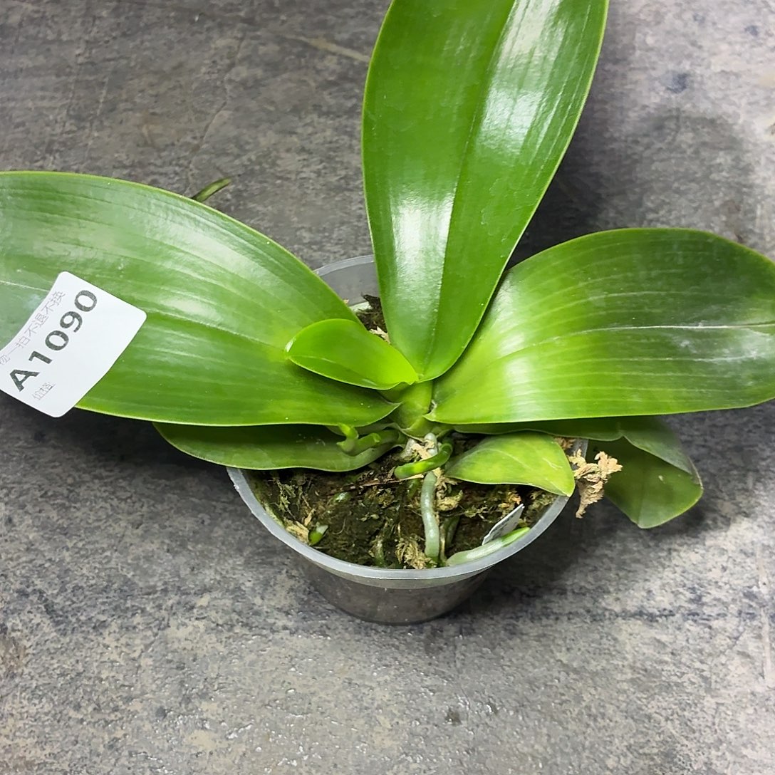 当前无花朵，栽培后可花朵A1090山採路德红交蓝