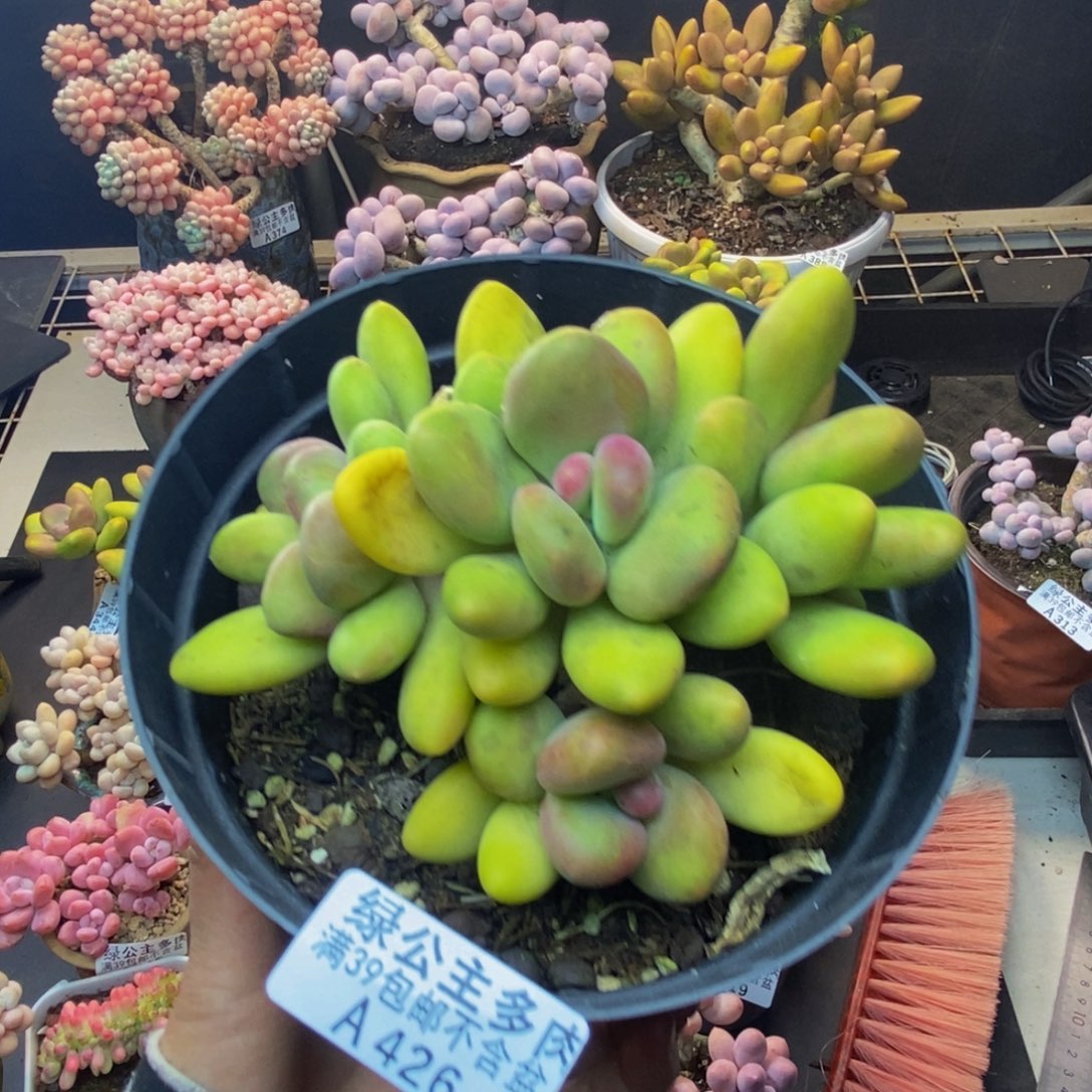 426芒果奶多肉12c m