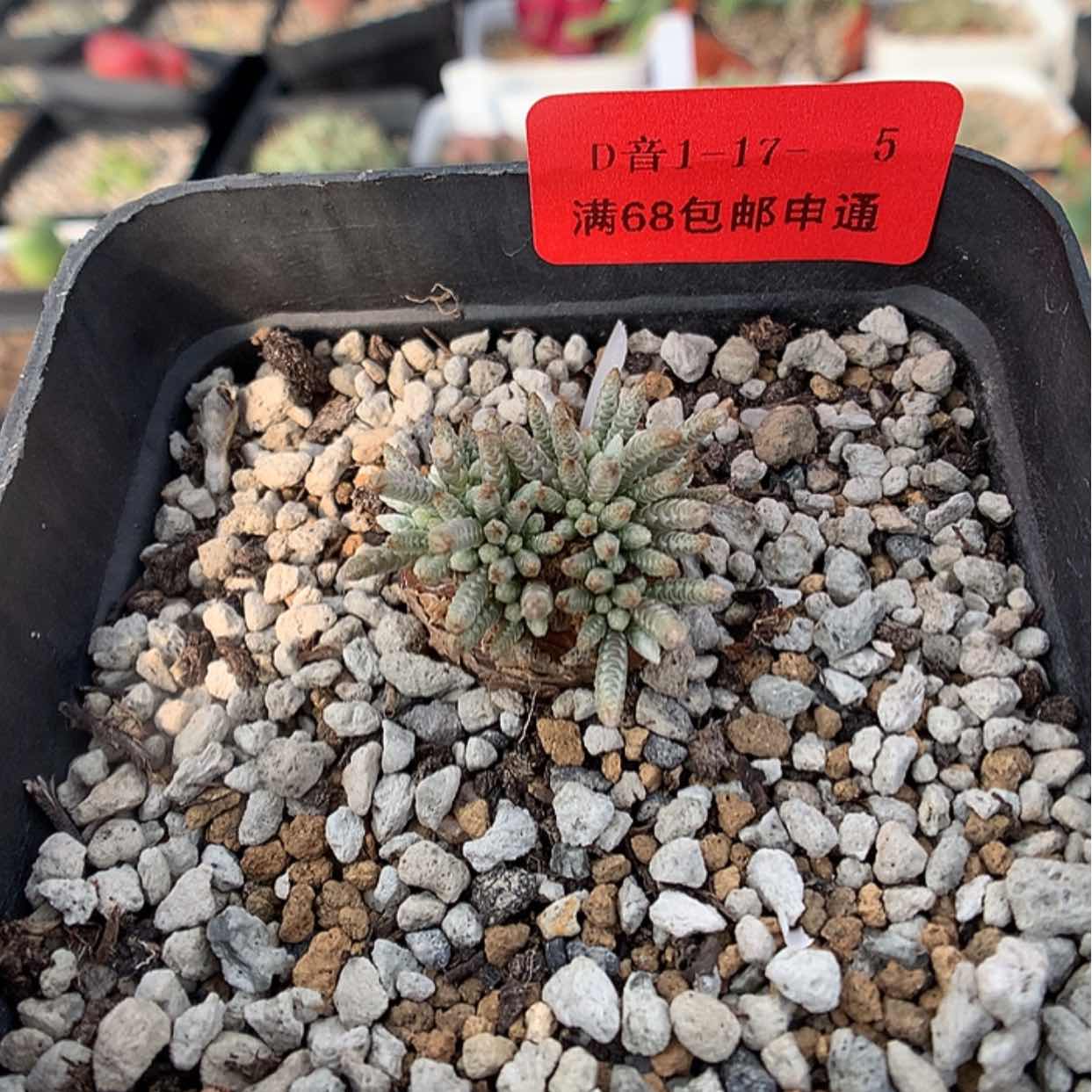 【闪购商品】1-17-5 白花韧锦肉 27